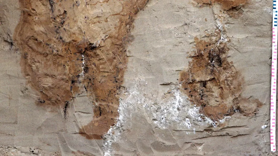 Ausschnitt aus der Profilwand eines Sandbodens mit rotweißem Maßband. In den hellen Sand sind große, dunkle, braungefleckte Bereiche eingelagert.